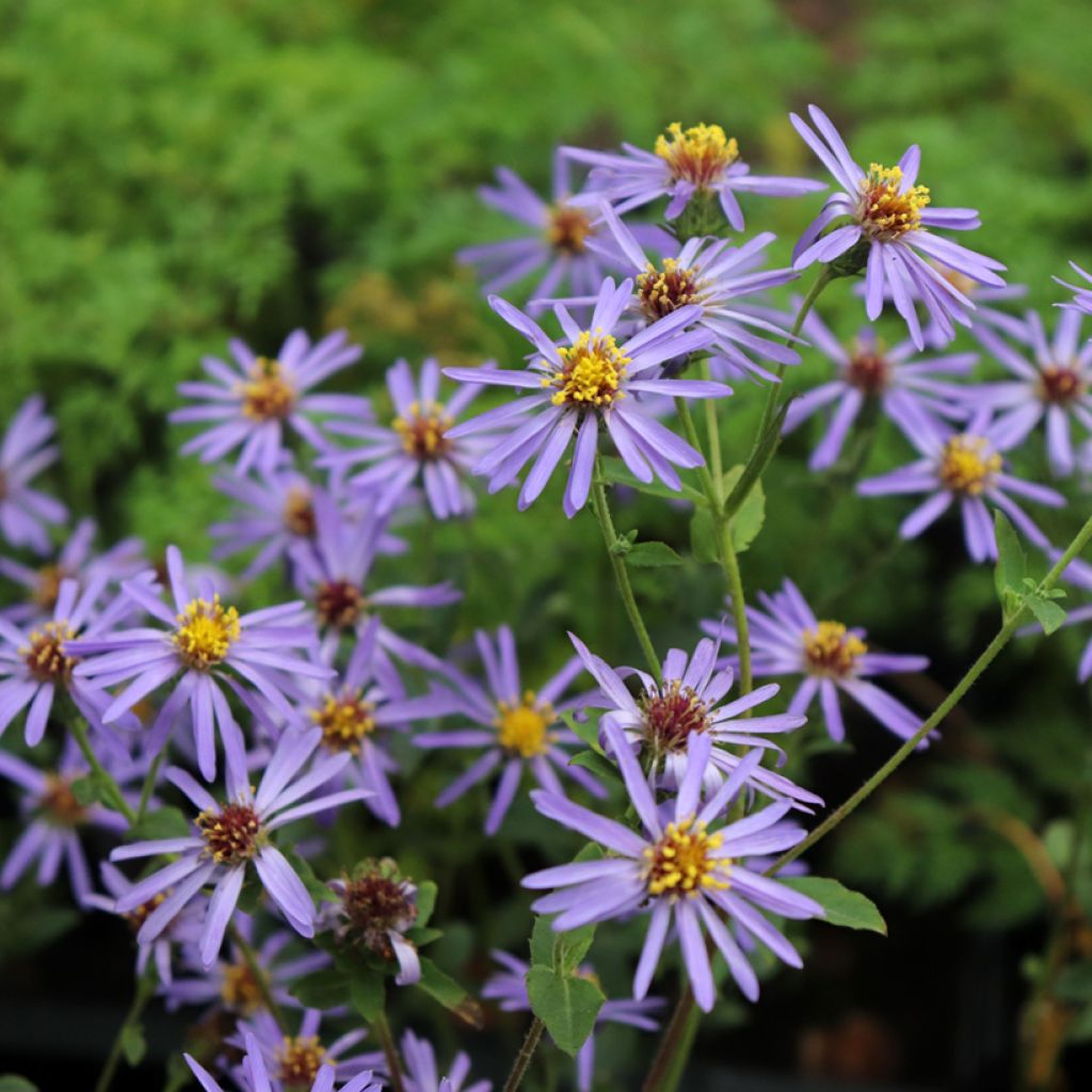 Aster macrophyllus twilight