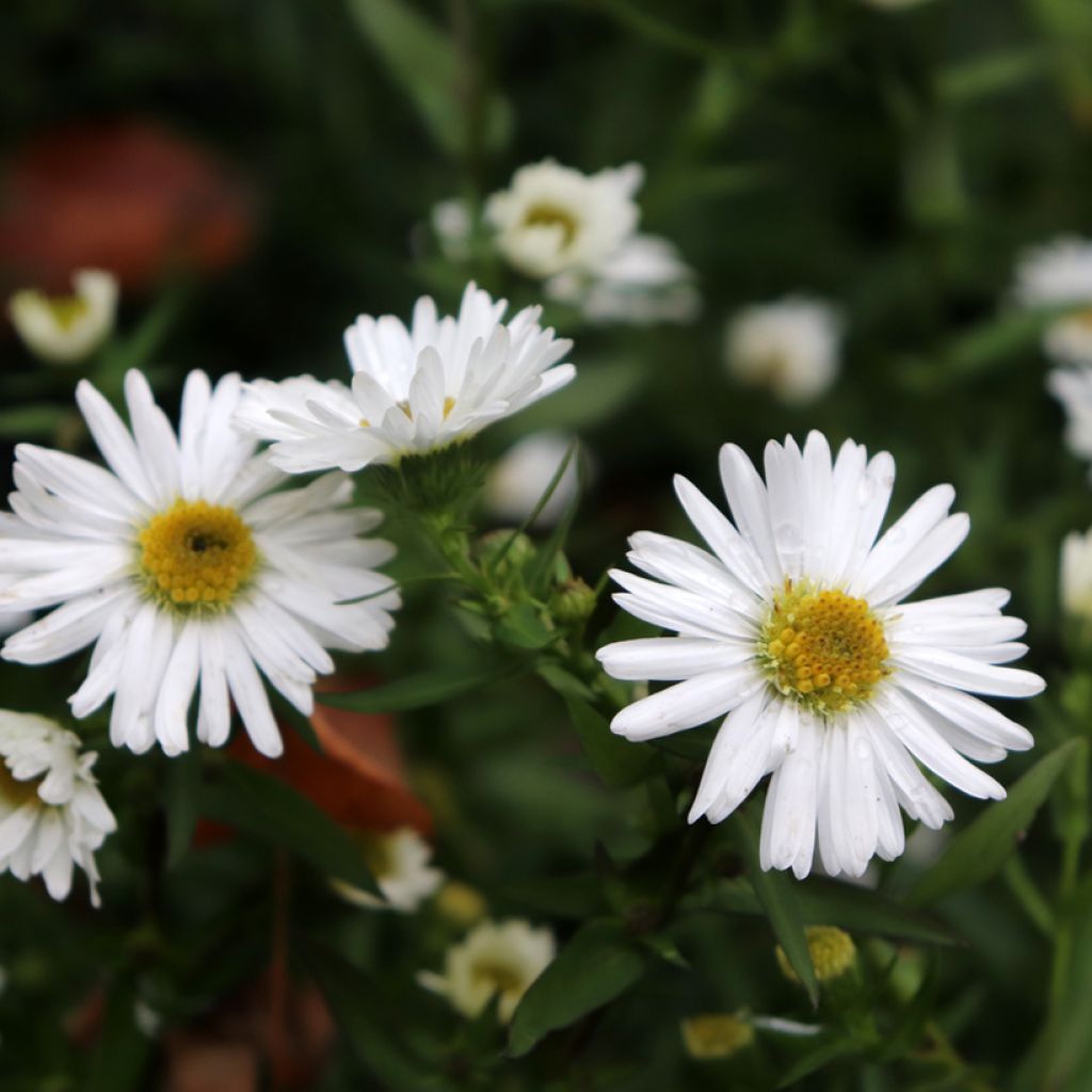 Aster novi-belgii White Lady - Aster grand d'automne