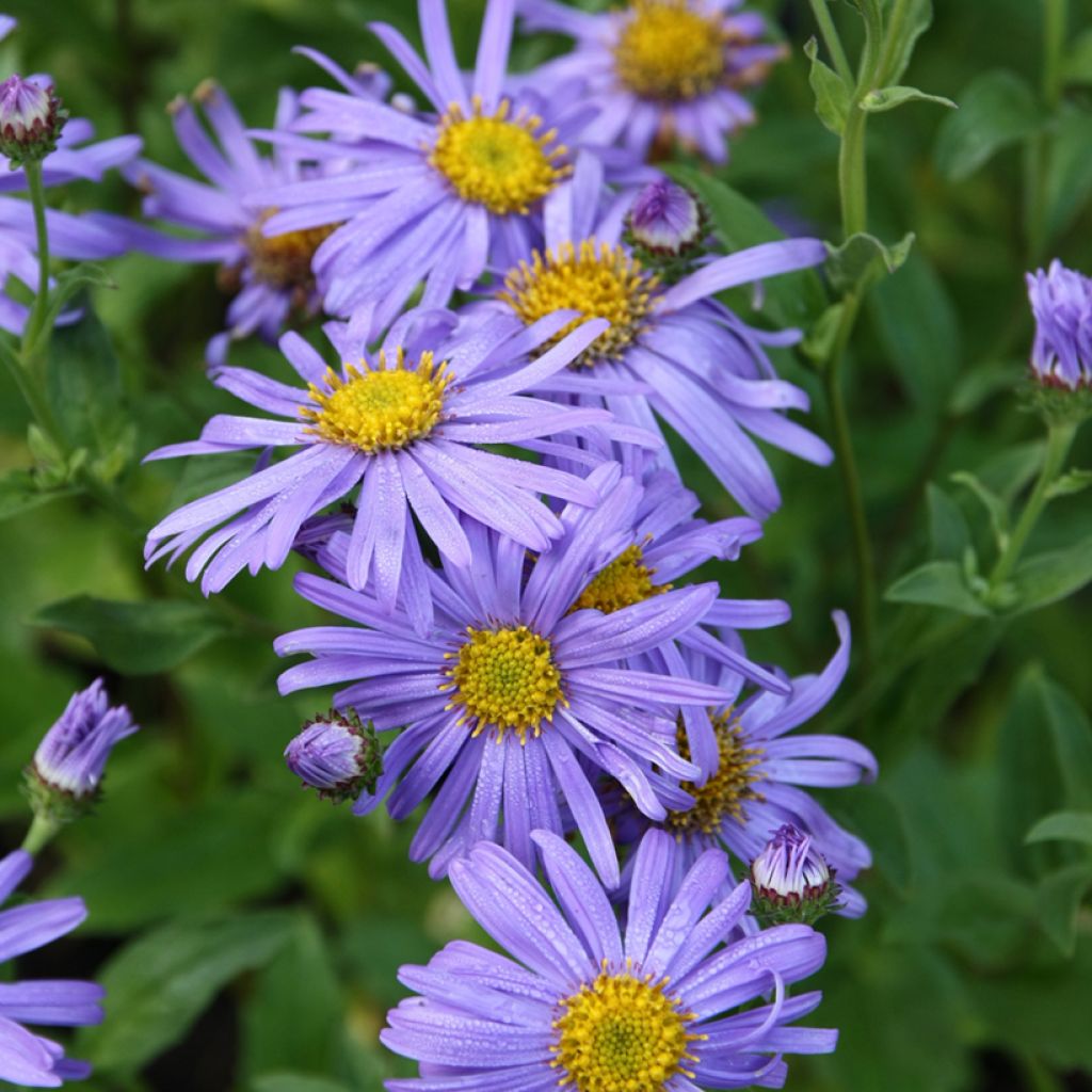 Aster thomsonii Nanus - Aster d'été