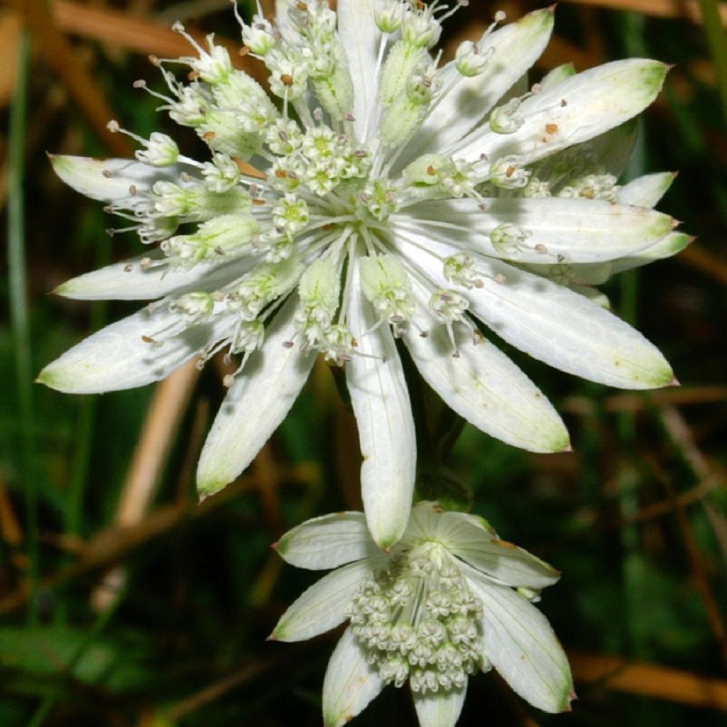 Astrantia bavarica - Astrance de Bavière