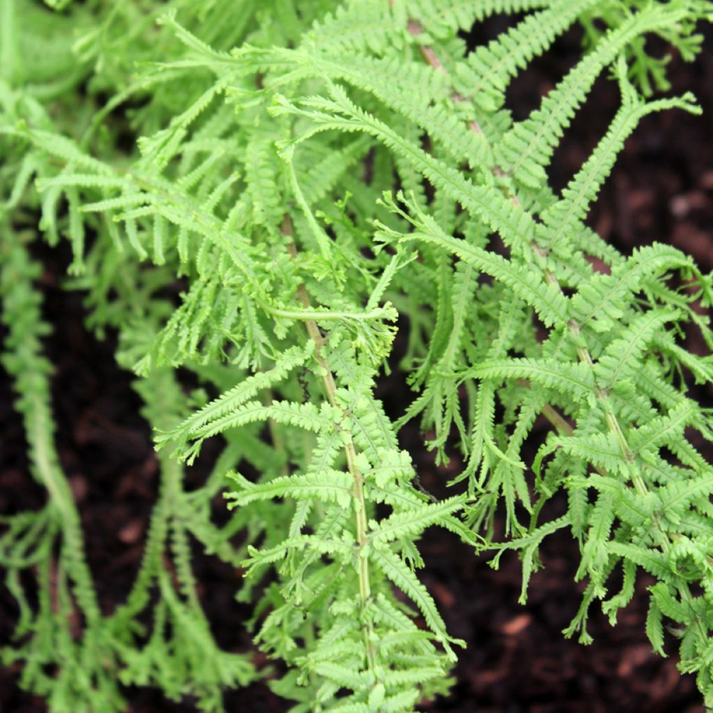 Athyrium filix-femina Victoriae - Fougère femelle Victoriae