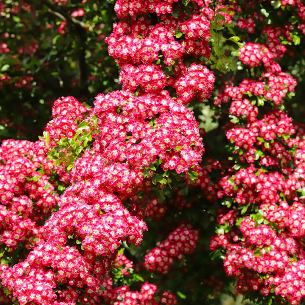 Aubépine - Crataegus laevigata Crimson Cloud