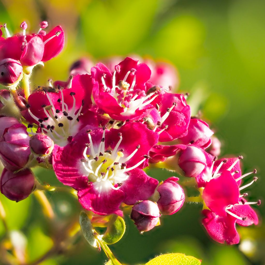 Aubépine - Crataegus laevigata Crimson Cloud