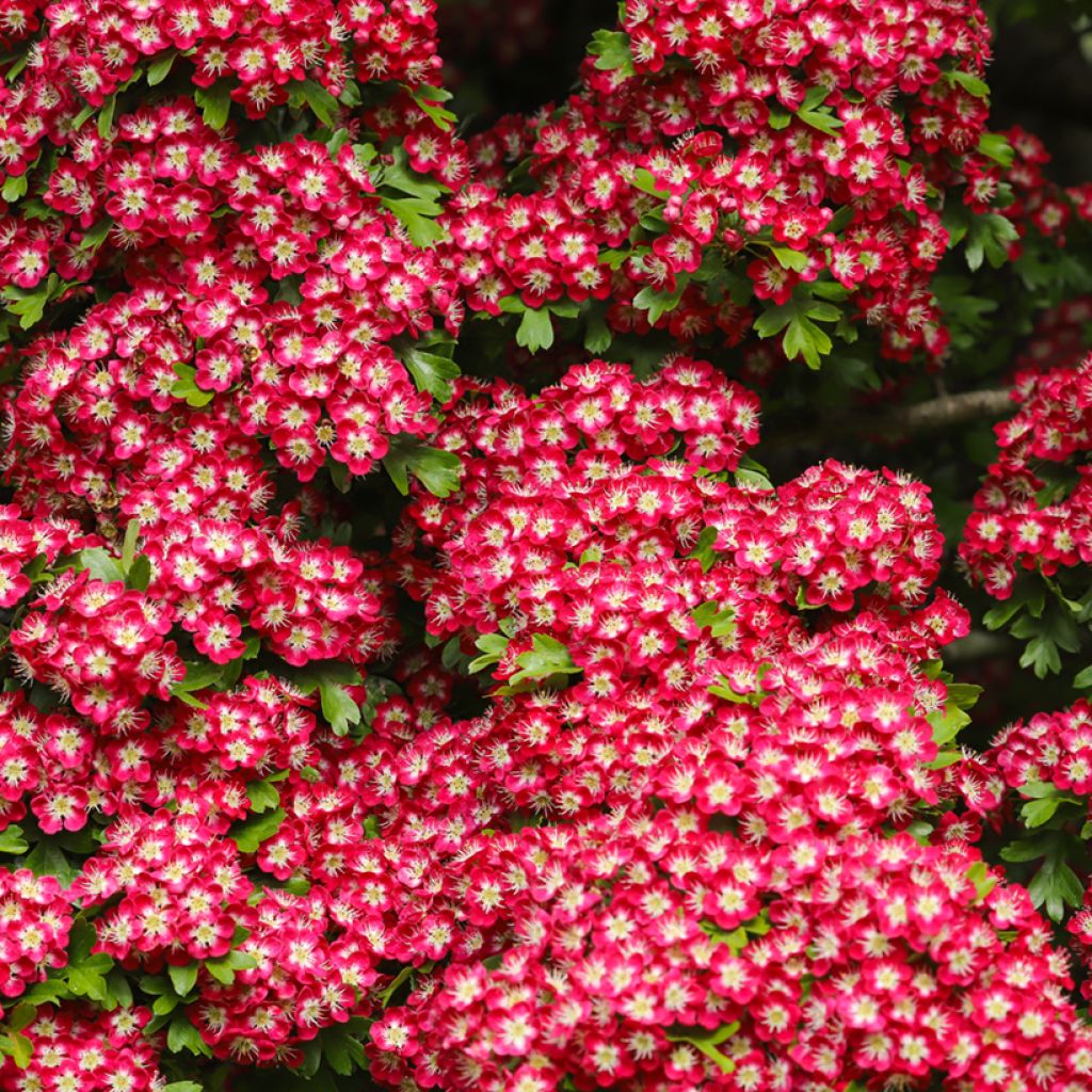 Aubépine - Crataegus laevigata Crimson Cloud