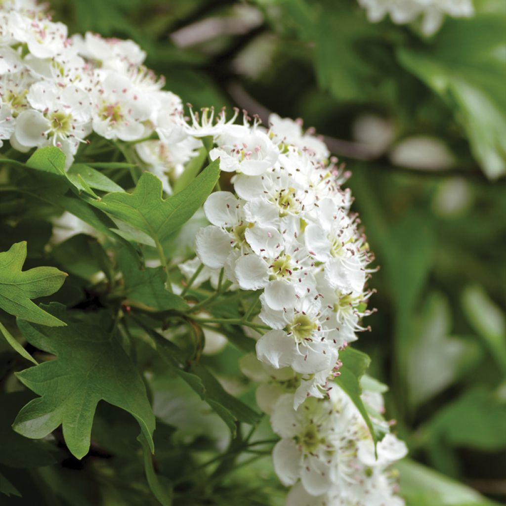 Aubépine, Epine blanche - Crataegus monogyna