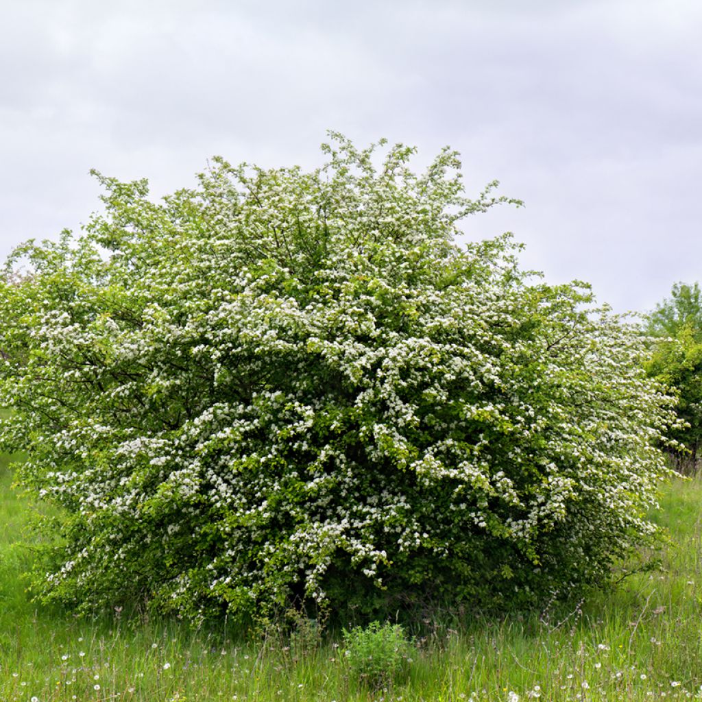 Aubépine, Epine blanche - Crataegus monogyna