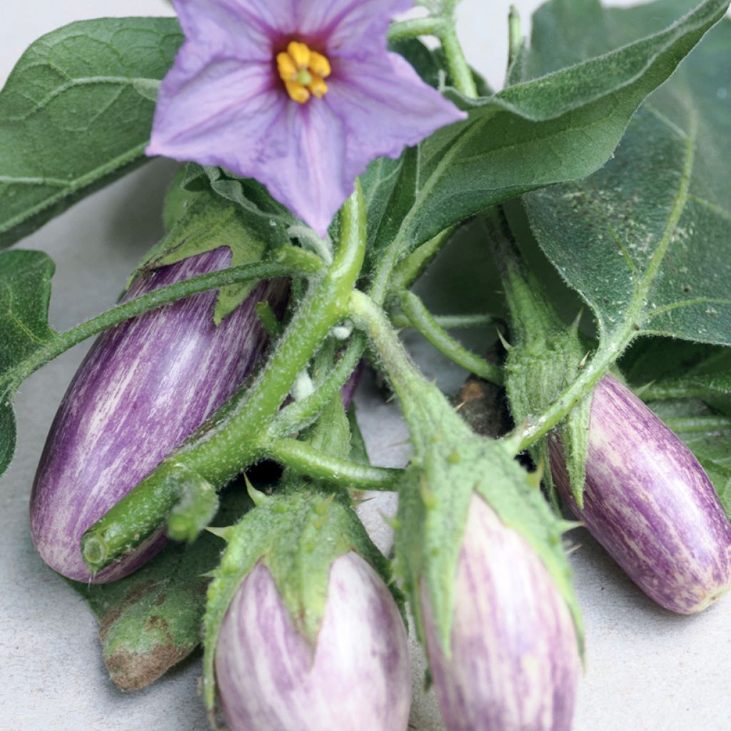 Aubergine Jewel Marble F1 en plant