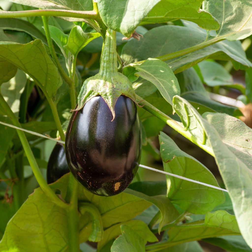 Aubergine Ophelia F1 - Solanum melongea