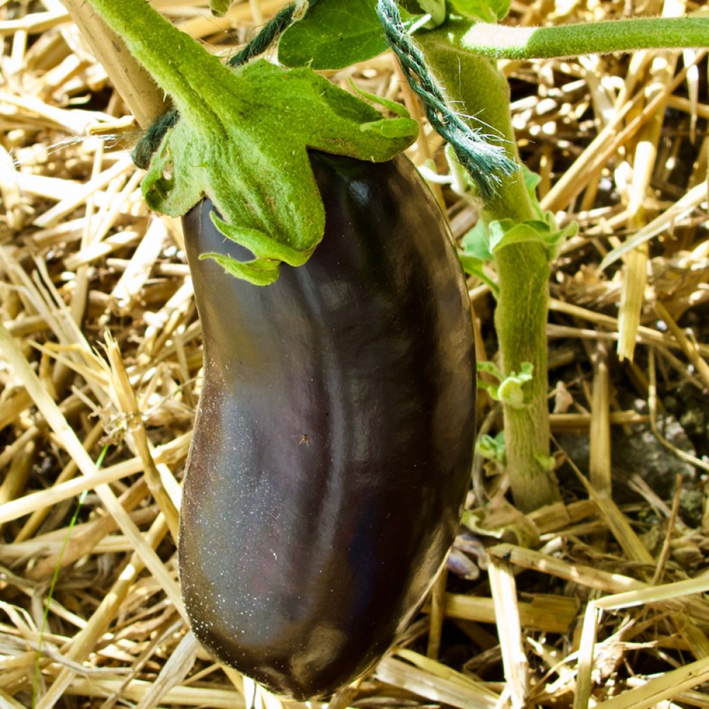 Aubergine Orlando - Solanum melongea