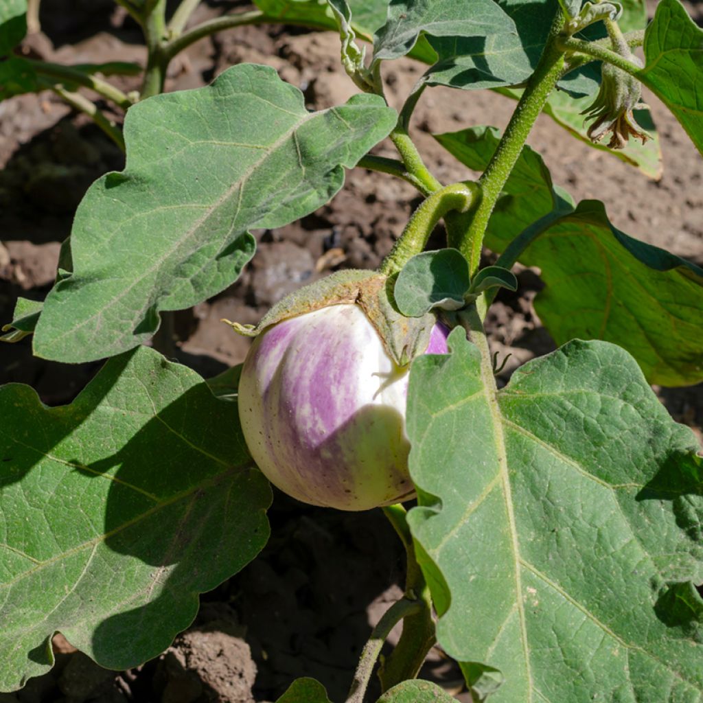 Aubergine Rotonda Bianca di Sfumata - Solanum melongena