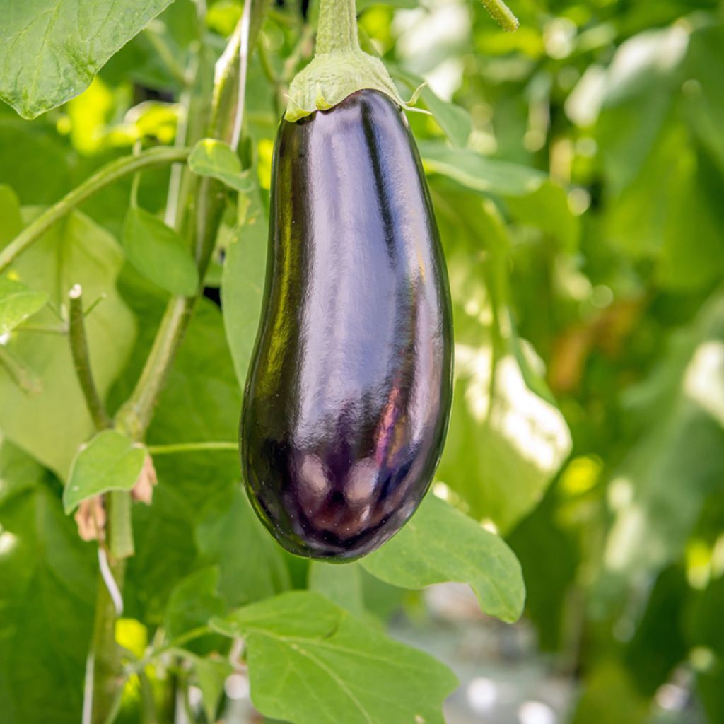 Aubergine Sultane en plants GREFFES en pot 