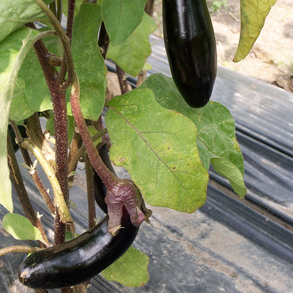 Aubergine de Barbentane Bio Graines