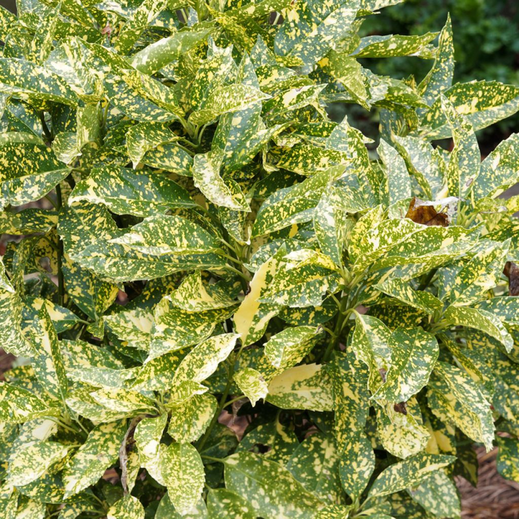 Aucuba japonica Golden king - Laurier du Japon panaché