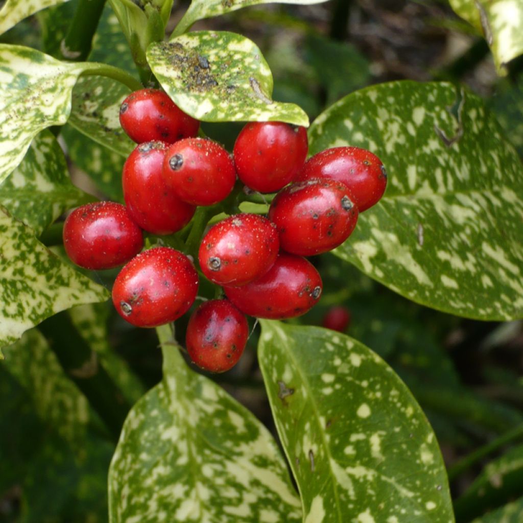 Aucuba japonica - Laurier du Japon