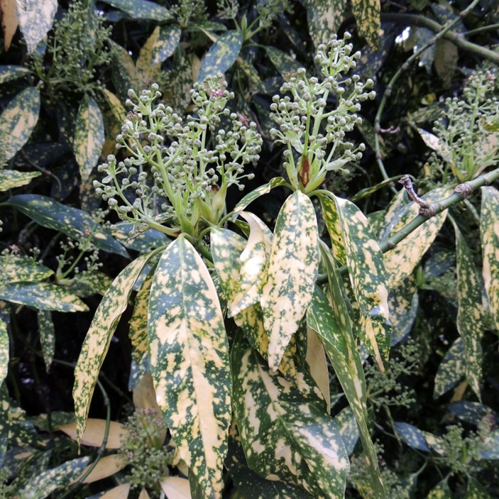 Aucuba japonica Variegata