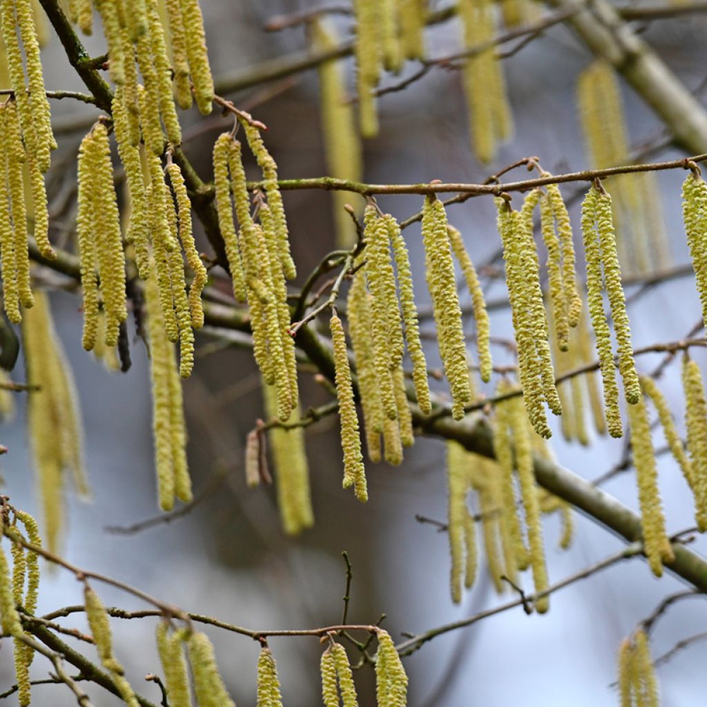 Aulne glutineux - Alnus glutinosa