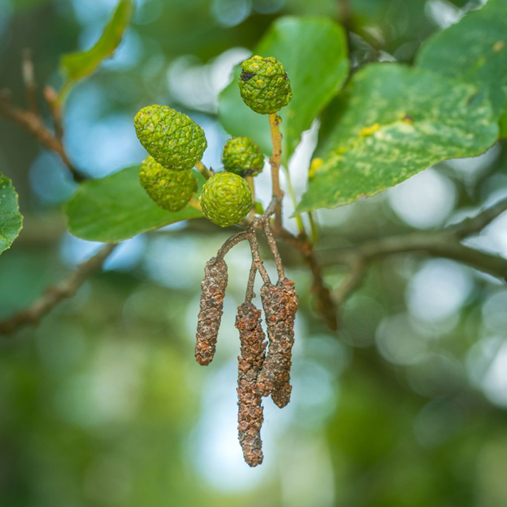 Aulne glutineux - Alnus glutinosa