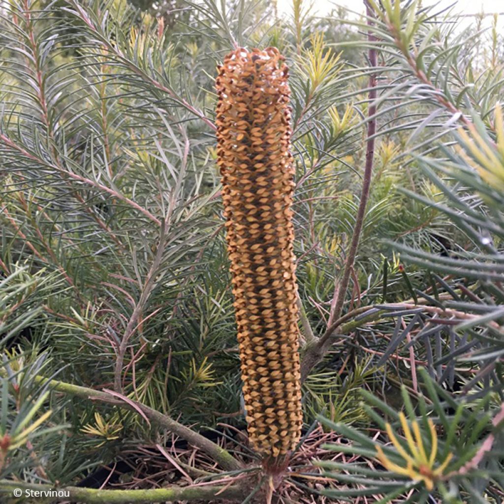 Banksia Giant Candles - Banksia hybride