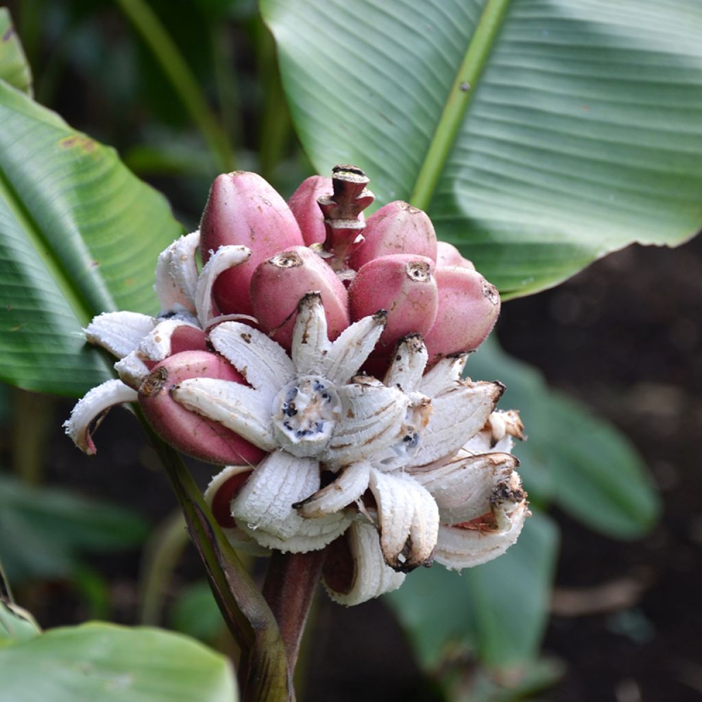 Bananier à fleurs roses - Musa velutina