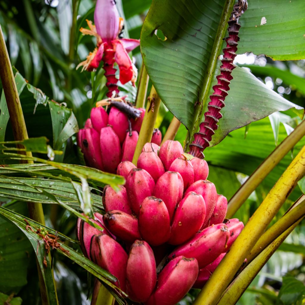 Bananier à fleurs roses - Musa velutina