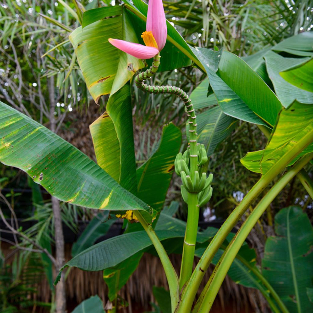 Bananier à fleurs roses - Musa velutina