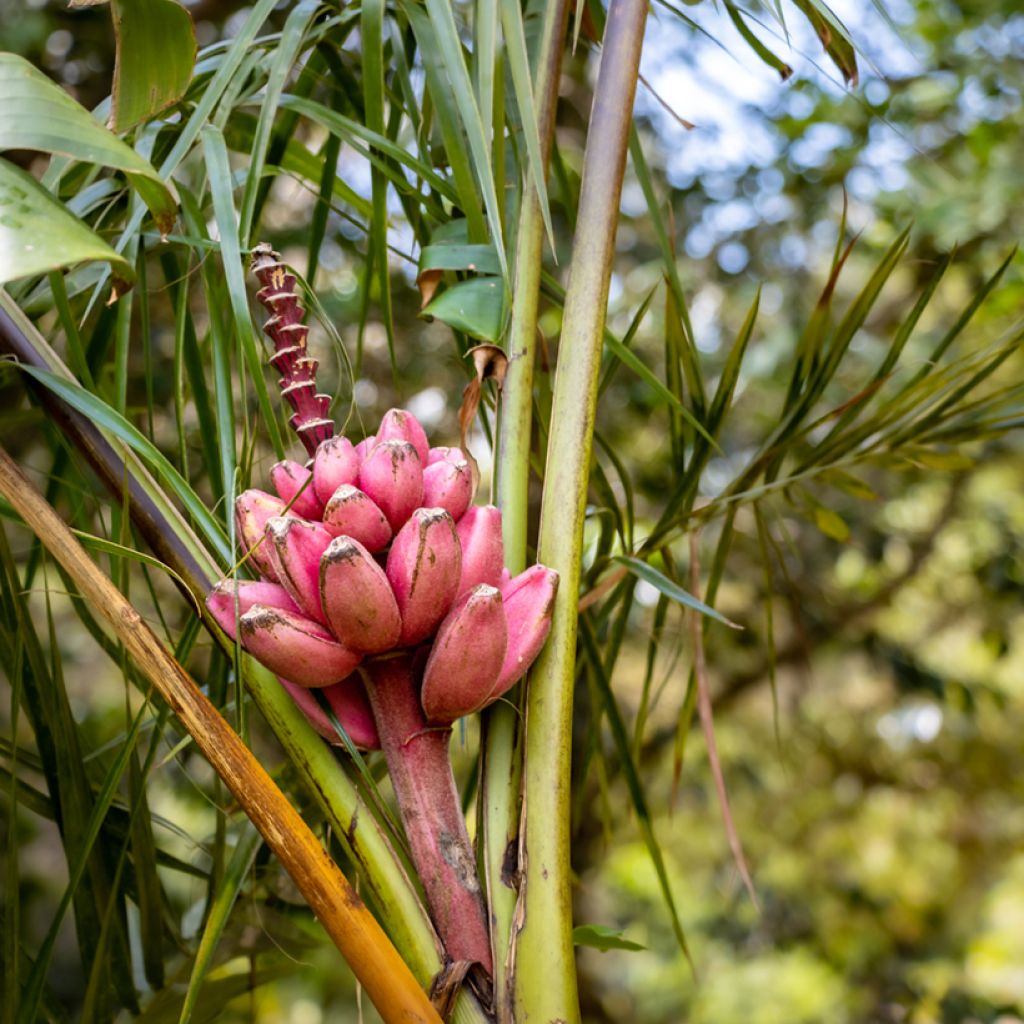 Bananier à fleurs roses - Musa velutina