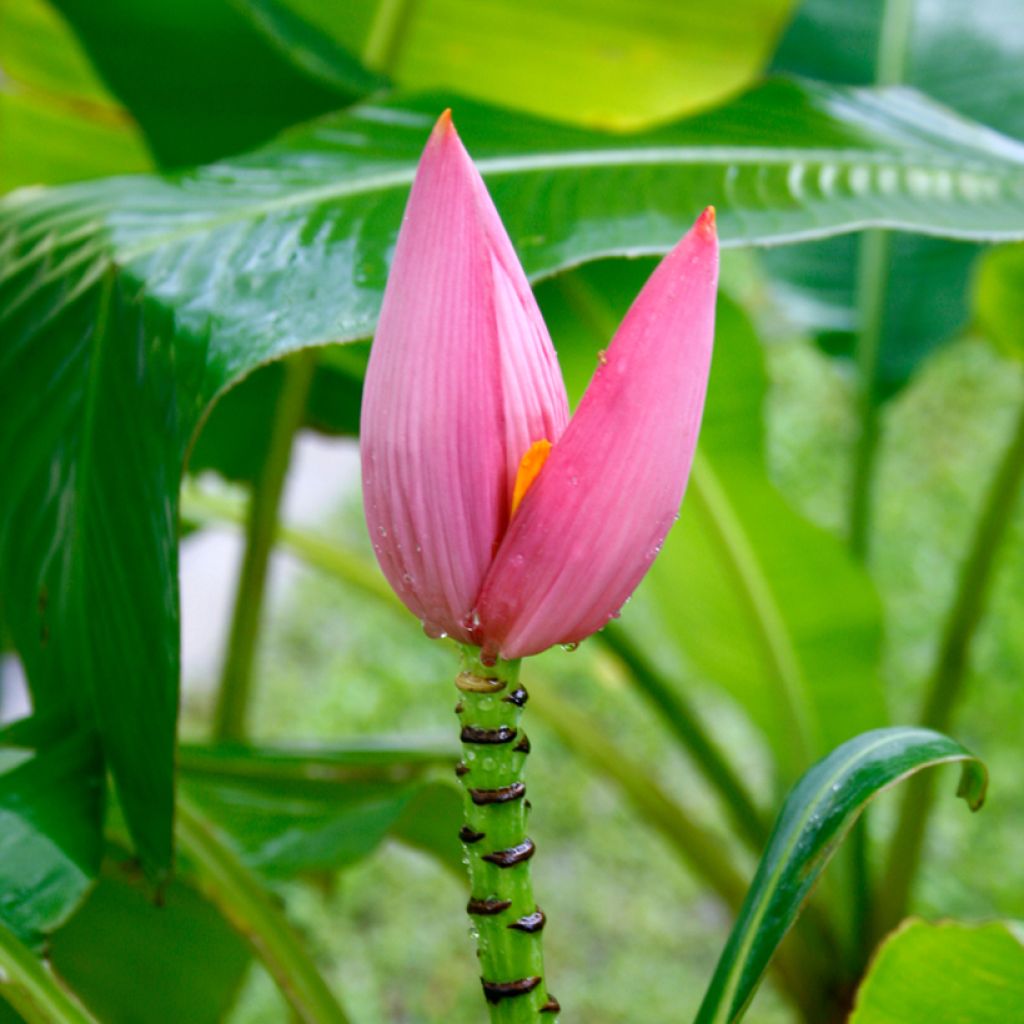 Bananier à fleurs roses - Musa velutina