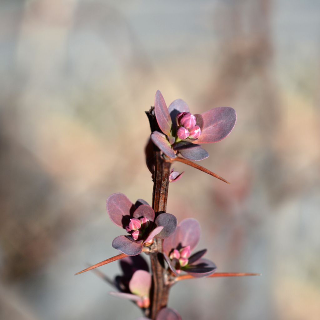 Beberis thunbergii Red Rocket - Epine-vinette