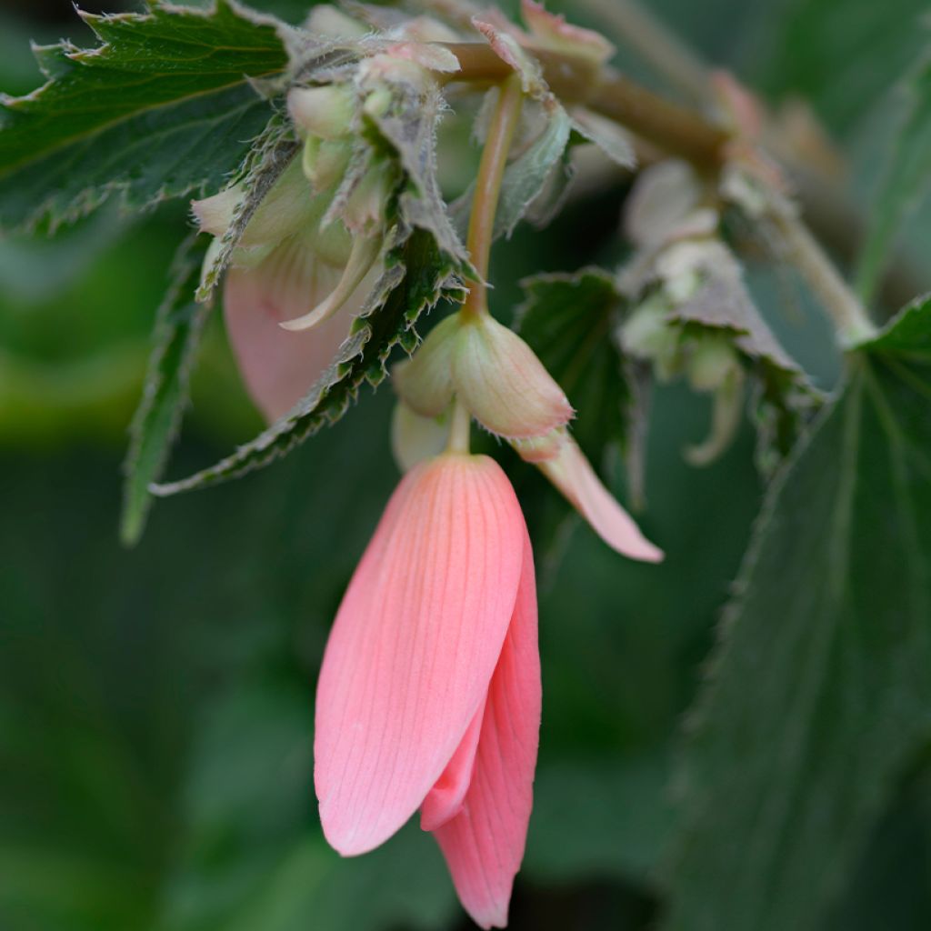 Begonia boliviensis San Francisco - Bégonia retombant