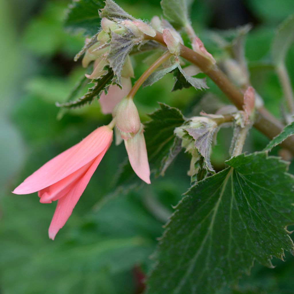 Begonia boliviensis San Francisco - Bégonia retombant