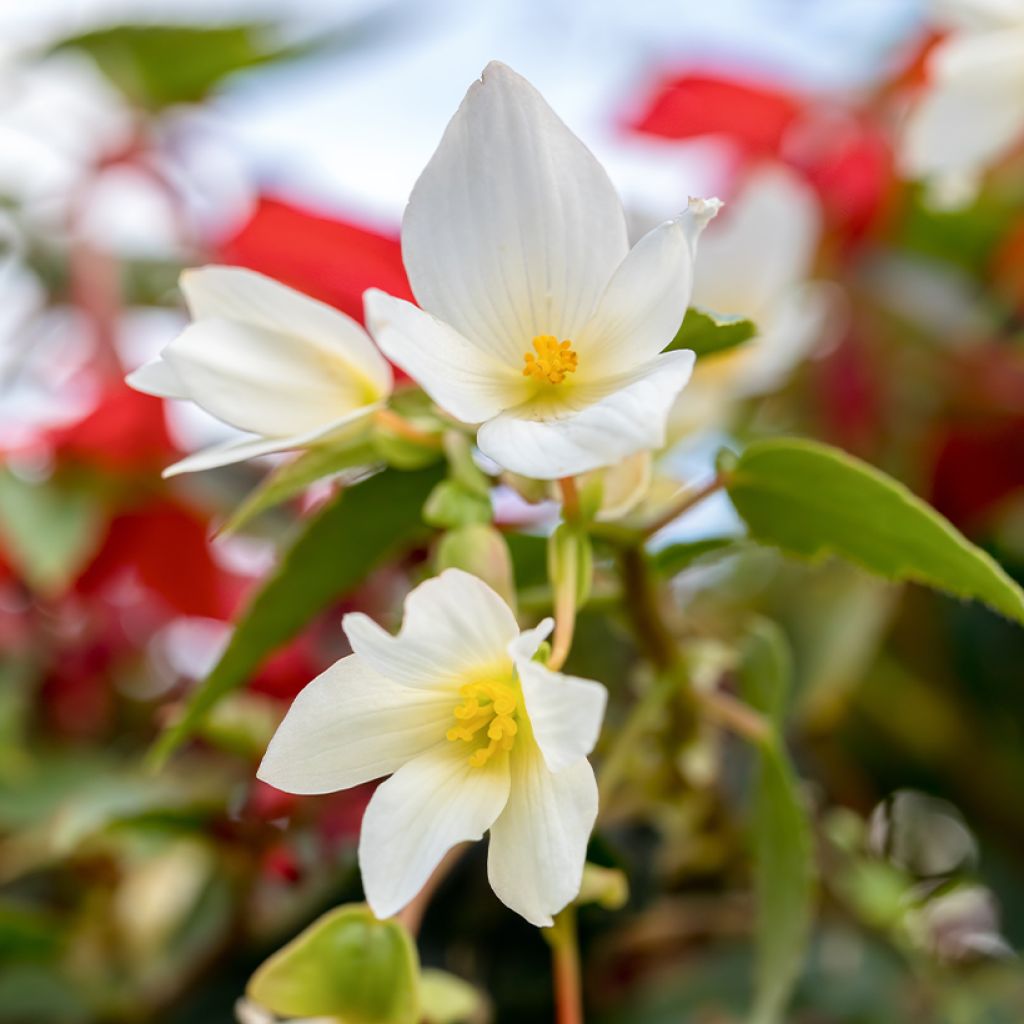 Begonia boliviensis Santa Barbara - Bégonia retombant