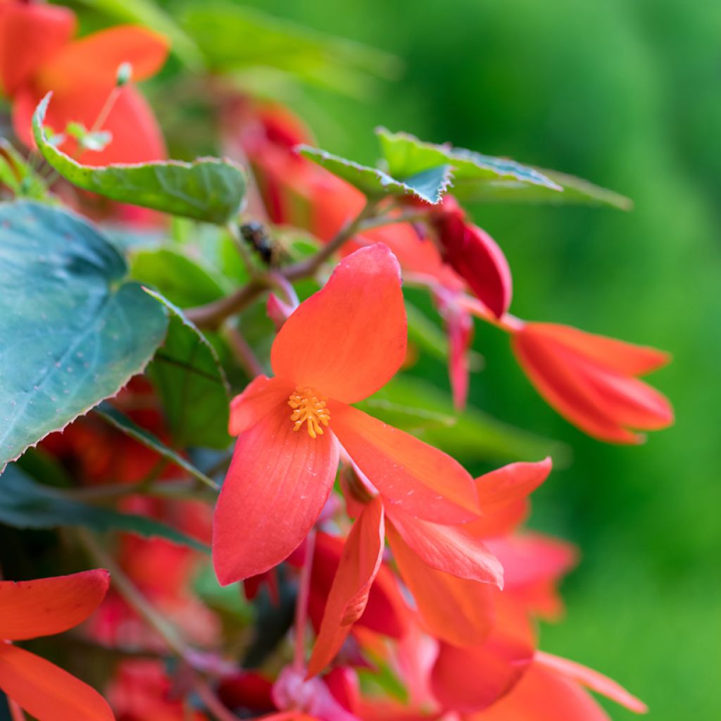 Begonia boliviensis Santa Cruz - Bégonia retombant