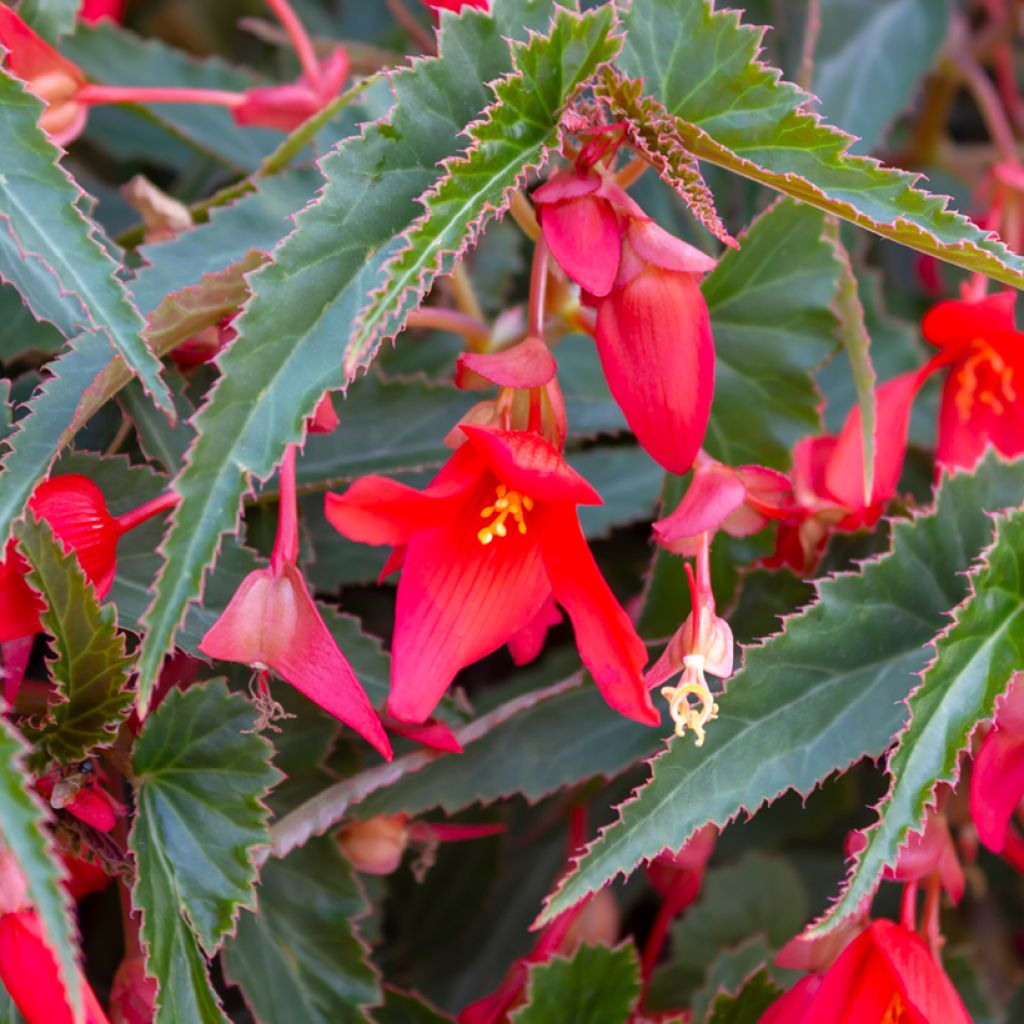 Begonia boliviensis Santa Cruz - Bégonia retombant