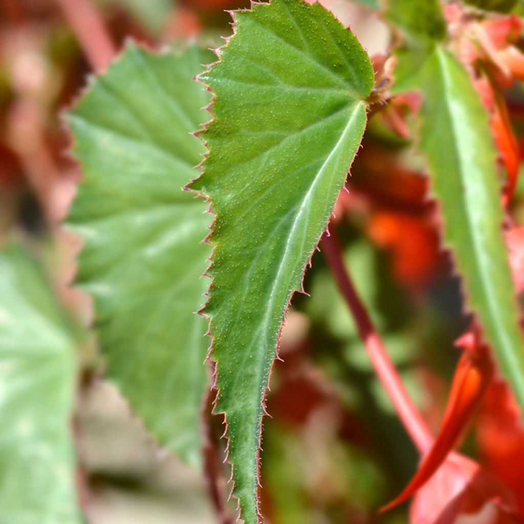 Begonia boliviensis Santa Cruz - Bégonia retombant