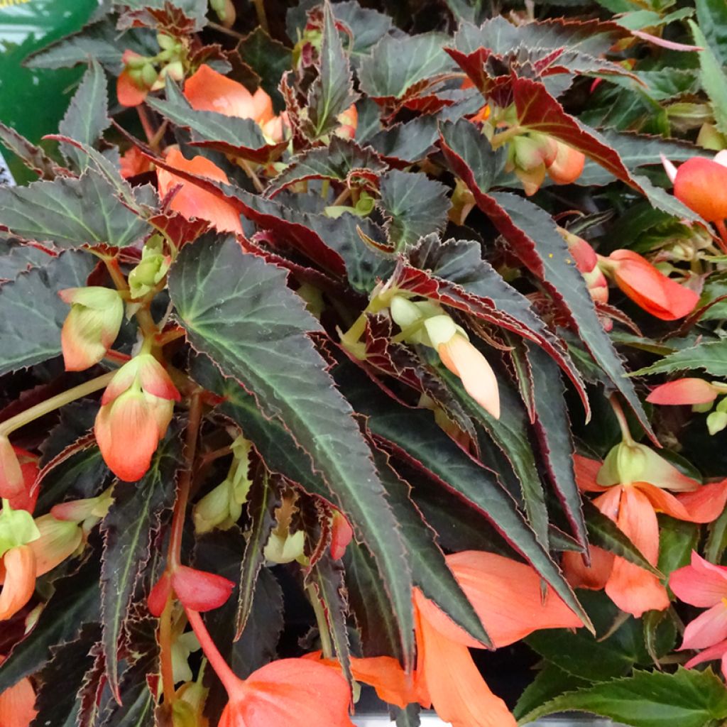 Begonia retombant Summerwings Orange