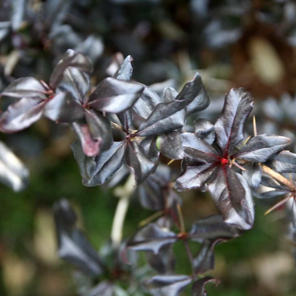 Berberis Thunderbolt® - Epine-vinette