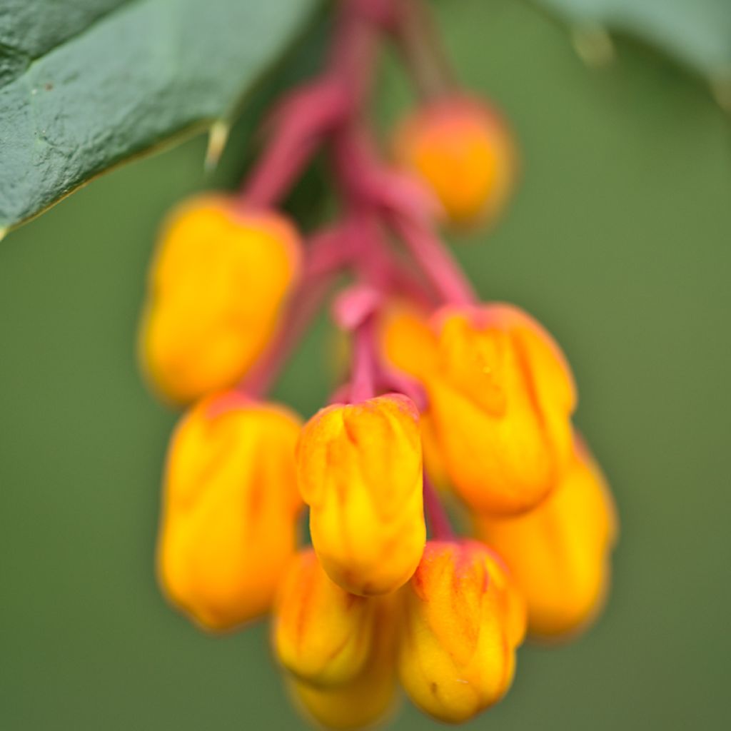 Berberis darwinii Compacta - Épine-vinette