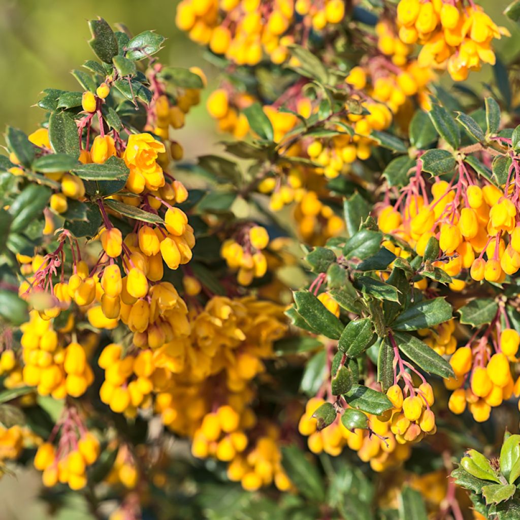 Berberis darwinii Compacta - Épine-vinette