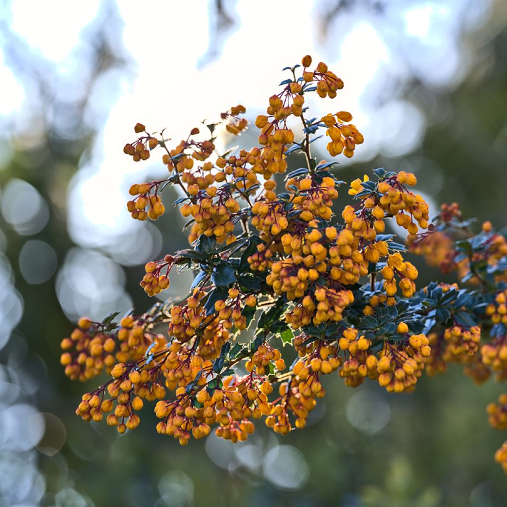 Berberis darwinii Compacta - Épine-vinette