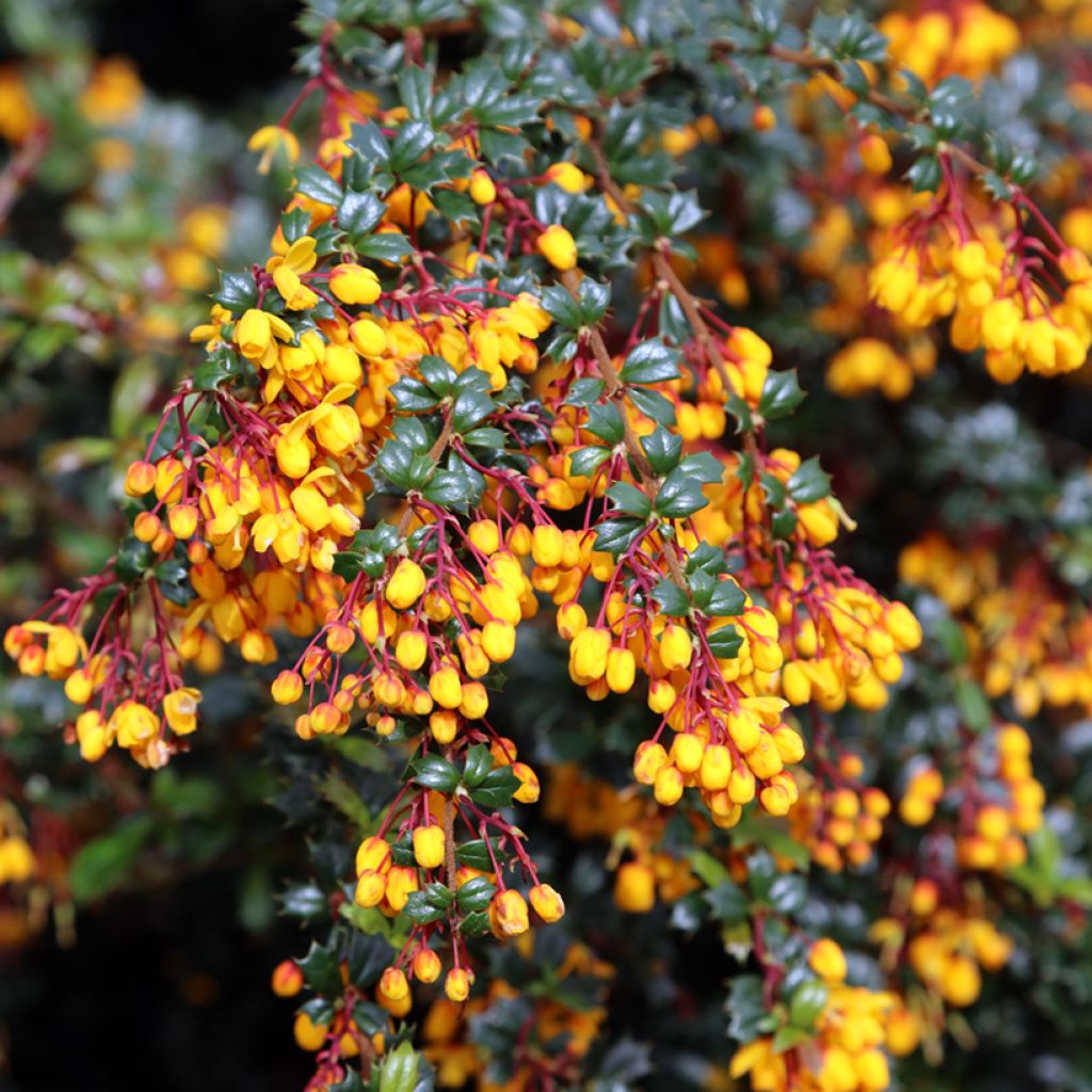 Berberis darwinii - Epine-vinette de Darwin