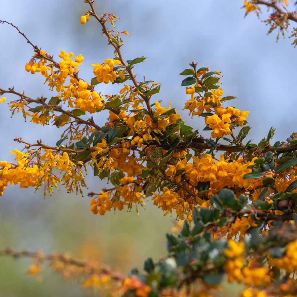 Berberis darwinii - Epine-vinette de Darwin