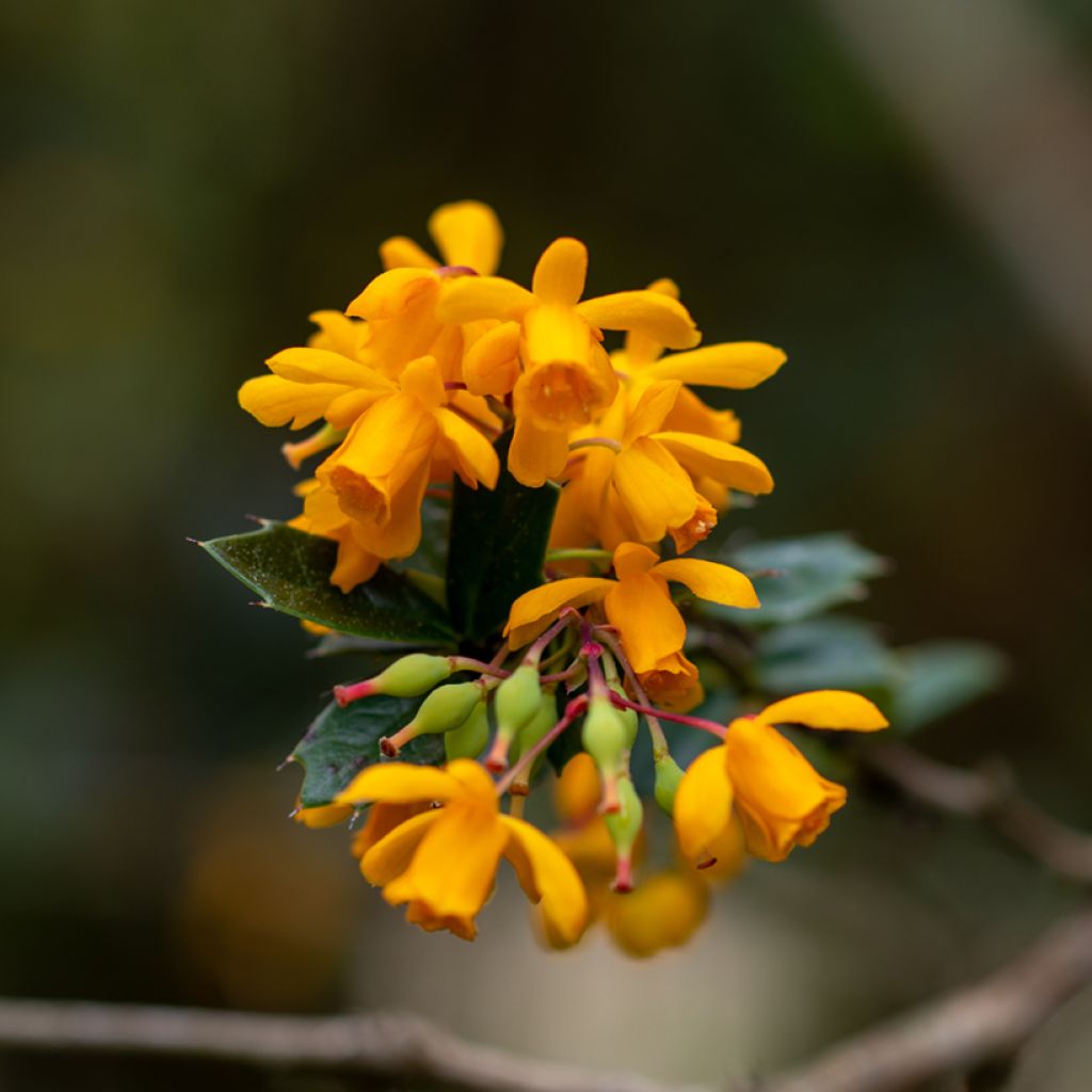 Berberis darwinii - Epine-vinette de Darwin