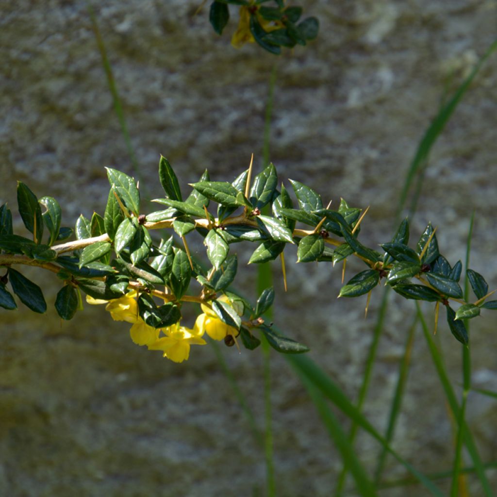 Berberis frikartii Amstelveen - Epine-vinette de Frikart.