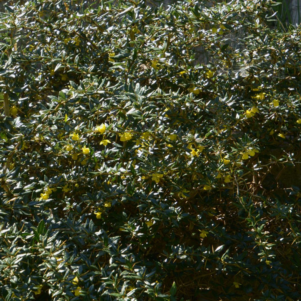 Berberis frikartii Amstelveen - Epine-vinette de Frikart.