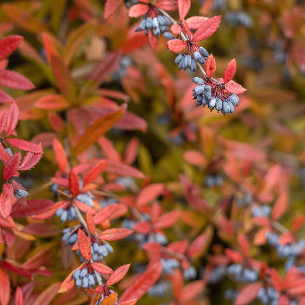 Berberis julianae - Epine-vinette de Saint Julien