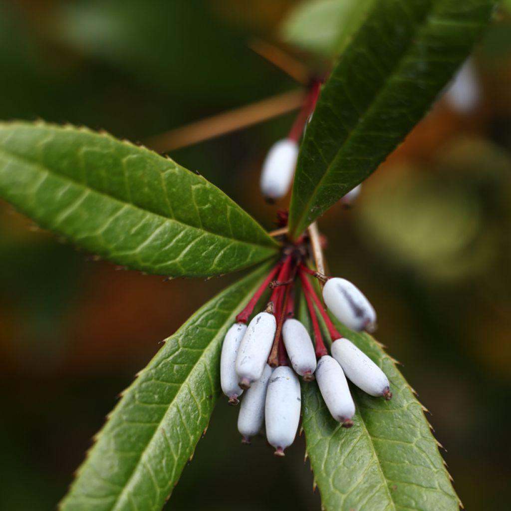 Berberis julianae - Epine-vinette de Saint Julien