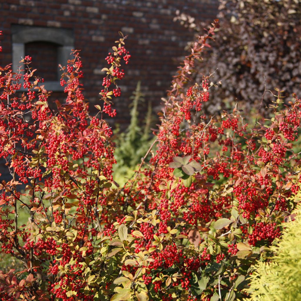 Berberis koreana - Epine-vinette de Corée