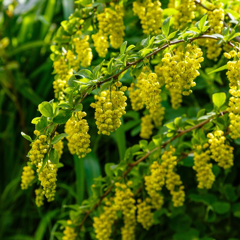 Berberis koreana - Epine-vinette de Corée