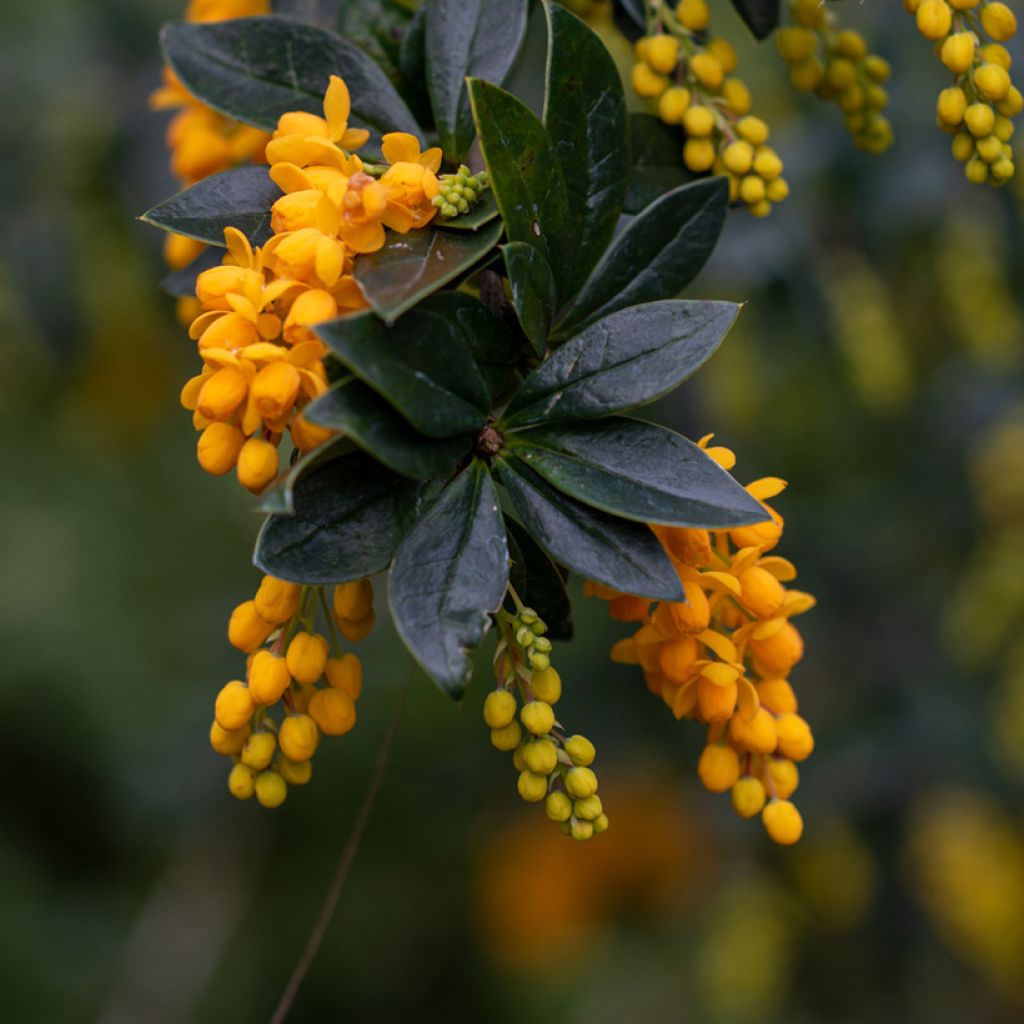 Berberis linearifolia Orange King - Epine-vinette