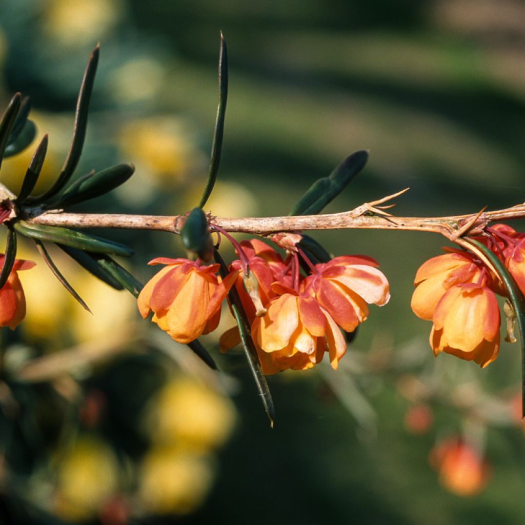 Berberis linearifolia Orange King - Epine-vinette